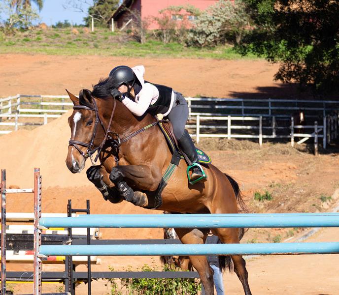 O Bem-Estar dos cavalos e o mundo hípico