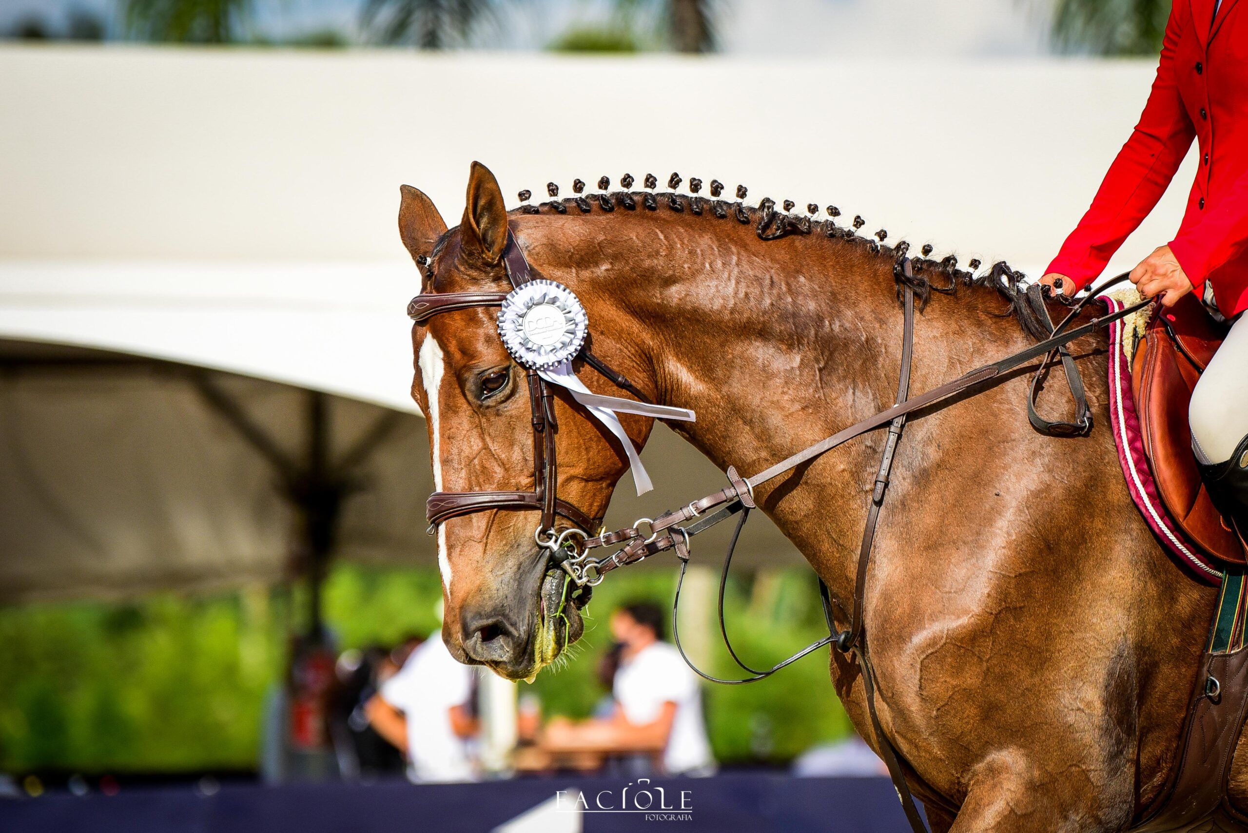 hipismo brasileiro enfrenta polêmica